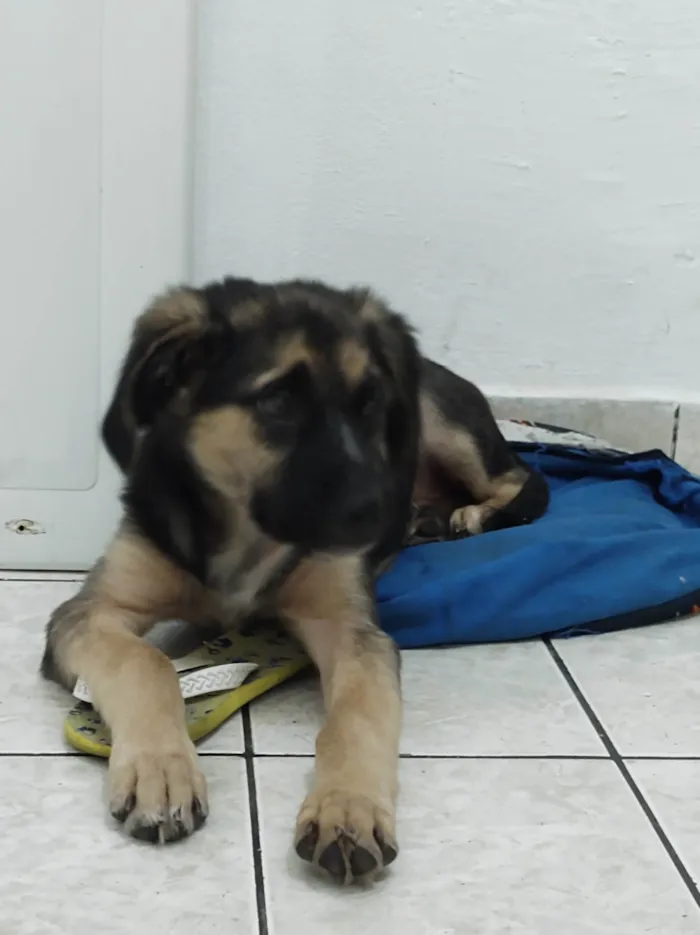 Cachorro ra a Pastor Alemão com Pitbull  idade 7 a 11 meses nome Loki