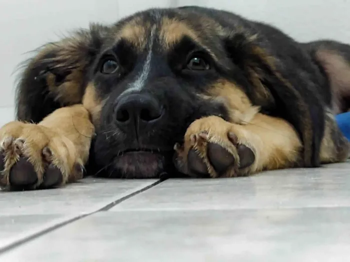 Cachorro ra a Pastor Alemão com Pitbull  idade 7 a 11 meses nome Loki