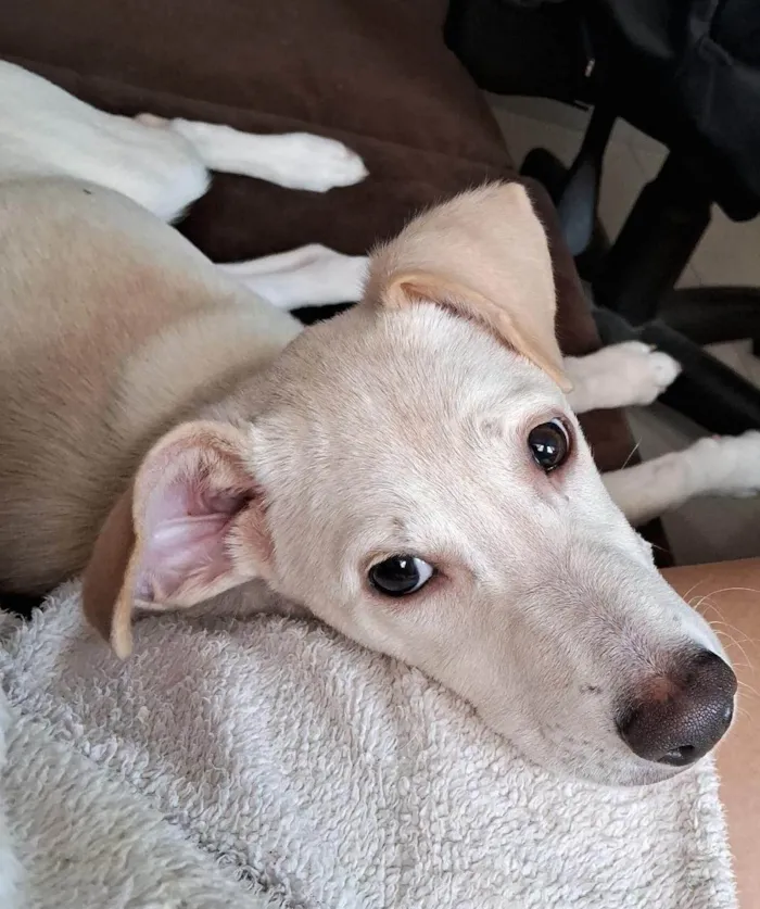 Cachorro ra a Indefinida idade 1 ano nome Amora