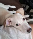 Amora