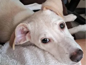 Cachorro raça Indefinida idade 1 ano nome Amora