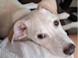 Amora