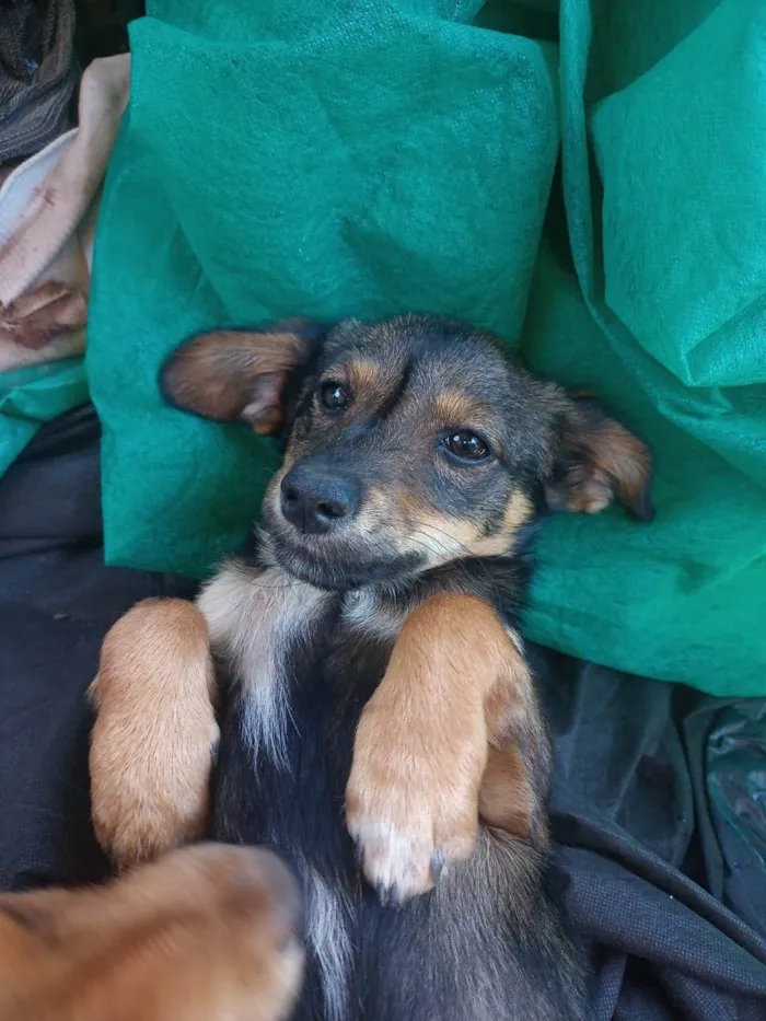 Cachorro ra a  idade 2 a 6 meses nome Luna