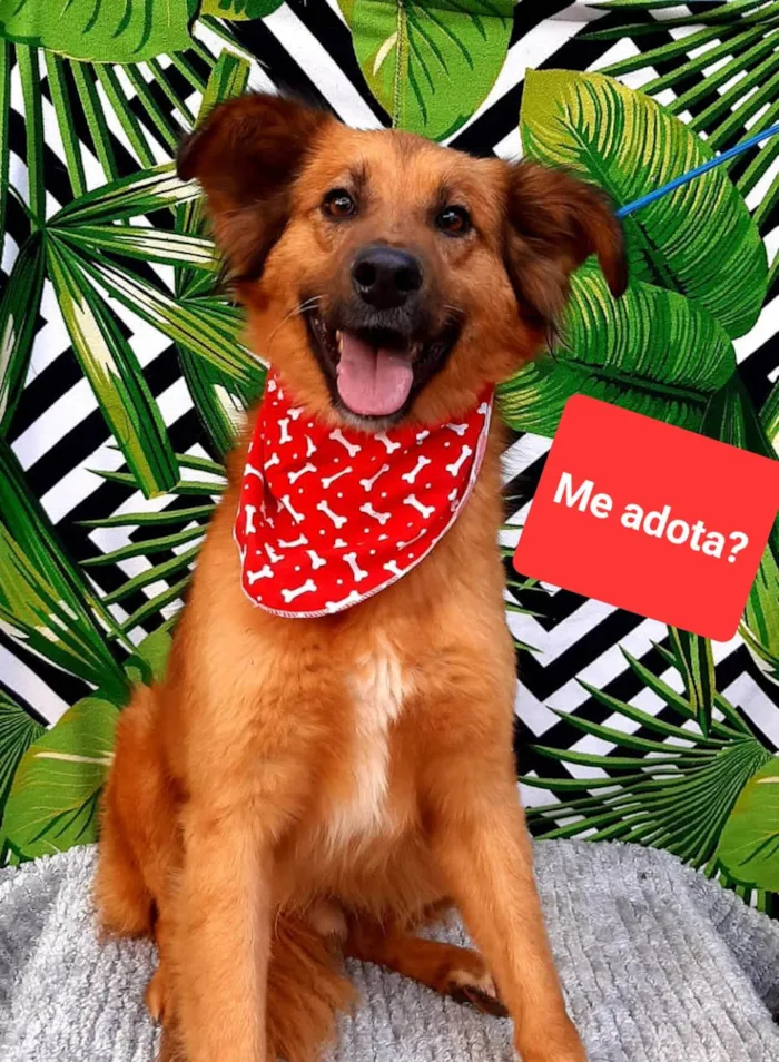 Cachorro ra a  idade 3 anos nome Capitão 