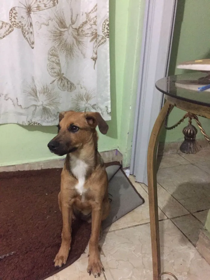 Cachorro ra a SRD-ViraLata idade 1 ano nome Amora 