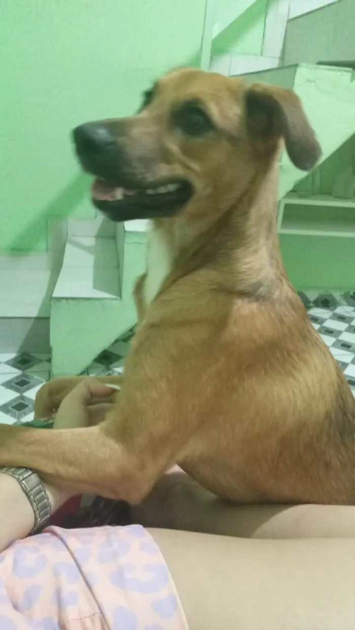 Cachorro ra a SRD-ViraLata idade 1 ano nome Amora 