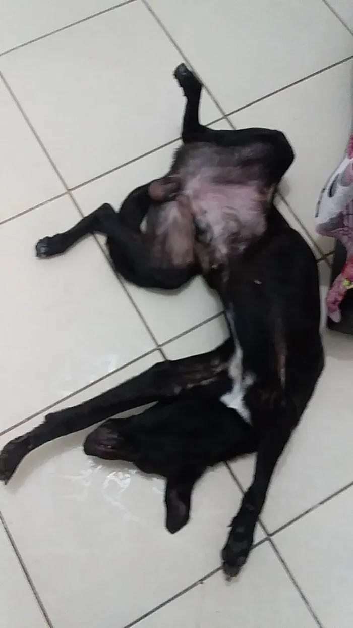 Cachorro ra a Vira-lata idade 2 anos nome Kerberus