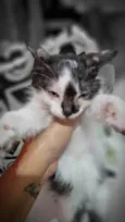 Piratinha
