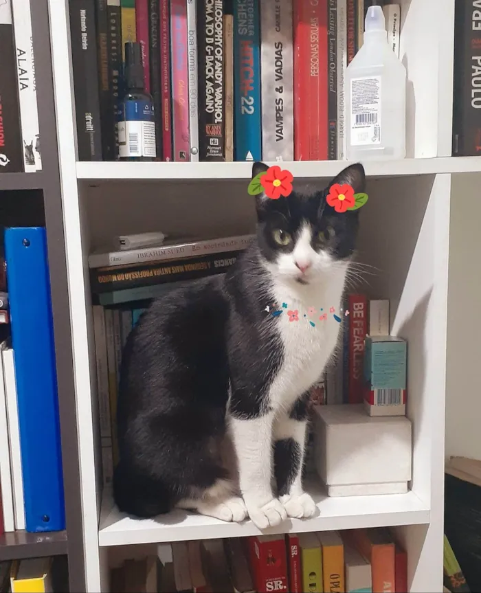 Gato ra a SRD idade 7 a 11 meses nome Bettina