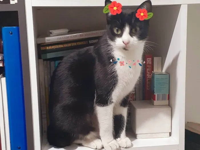 Gato ra a SRD idade 7 a 11 meses nome Bettina