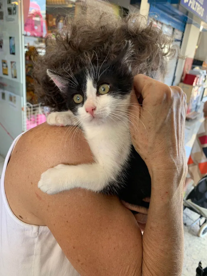 Gato ra a SRD-ViraLata idade 2 a 6 meses nome Fifi frajola