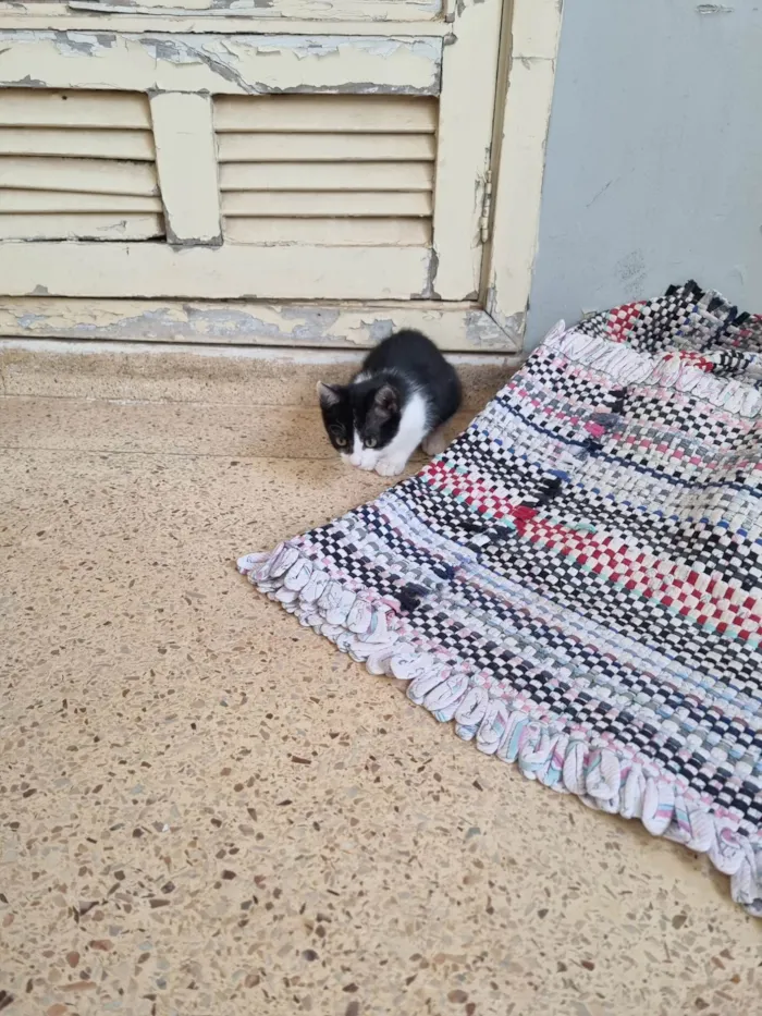 Gato ra a SRD-ViraLata idade 2 a 6 meses nome Fifi frajola