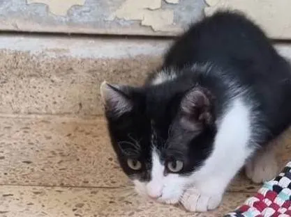 Gato ra a SRD-ViraLata idade 2 a 6 meses nome Fifi frajola