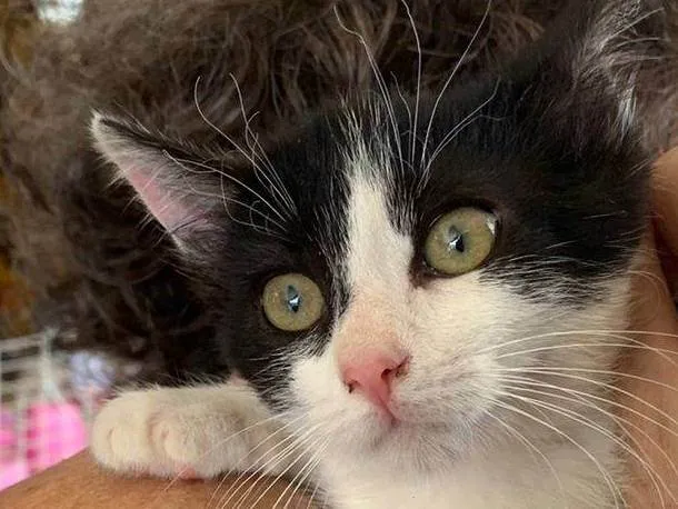 Gato ra a SRD-ViraLata idade 2 a 6 meses nome Fifi frajola