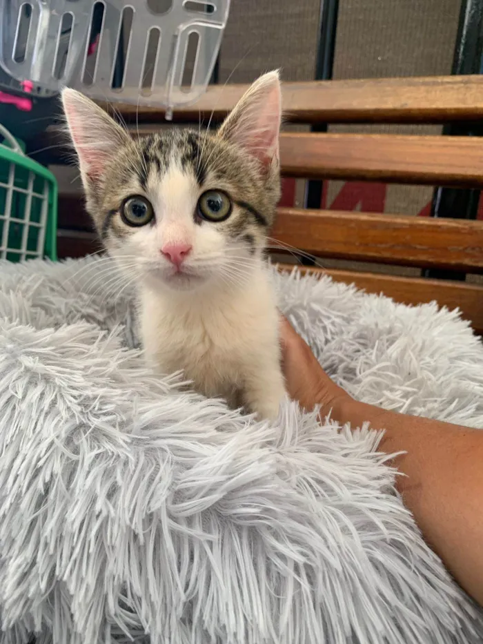 Gato ra a SRD-ViraLata idade 2 a 6 meses nome Belinha
