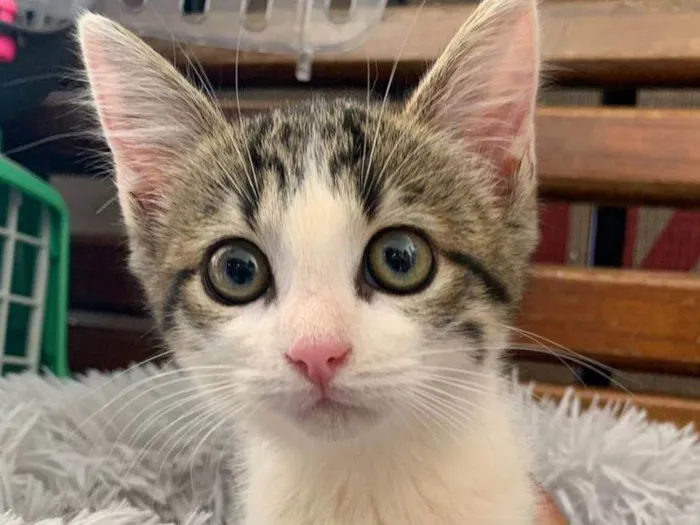 Gato ra a SRD-ViraLata idade 2 a 6 meses nome Belinha