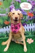 Princesa