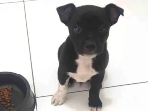 Cachorro raça  idade 2 a 6 meses nome Zeus