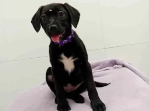 Cachorro raça  idade 2 a 6 meses nome Duda