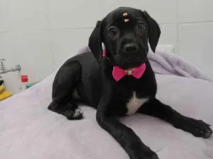 Cachorro raça  idade 2 a 6 meses nome Babalu