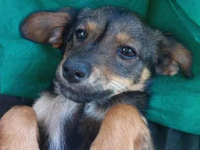 Cachorro ra a  idade 2 a 6 meses nome Luna