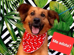Cachorro raça  idade 3 anos nome Capitão 