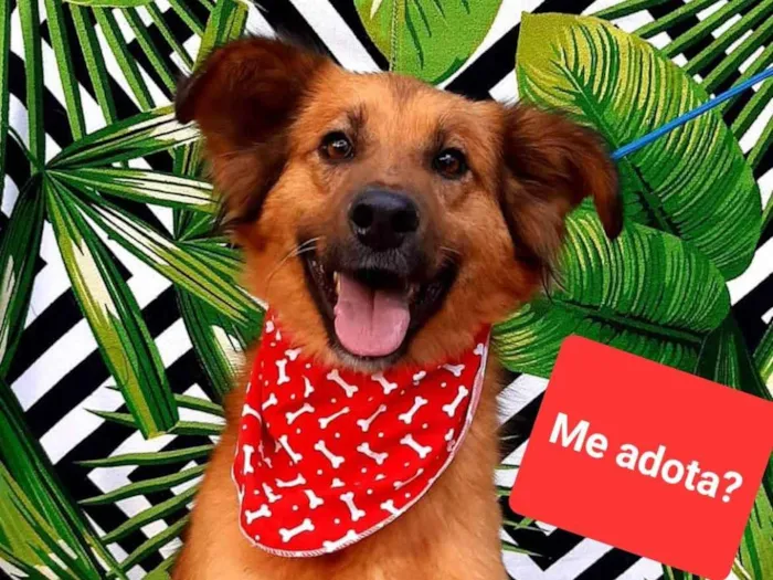 Cachorro ra a  idade 3 anos nome Capitão 