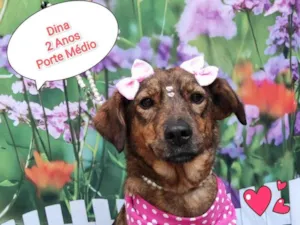Cachorro raça  idade 3 anos nome Dina