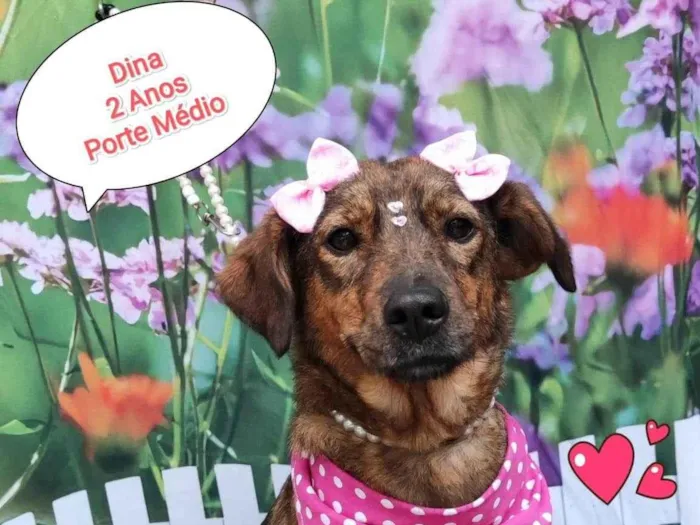 Cachorro ra a  idade 3 anos nome Dina