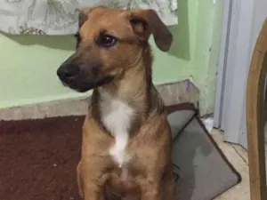 Cachorro raça SRD-ViraLata idade 1 ano nome Amora 