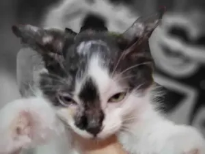 Gato raça SRD-ViraLata idade 2 a 6 meses nome Piratinha