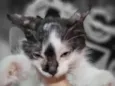 Piratinha