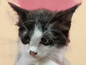 Gato raça SRD-ViraLata idade 2 a 6 meses nome Nina