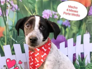 Cachorro raça  idade 2 a 6 meses nome Negresco
