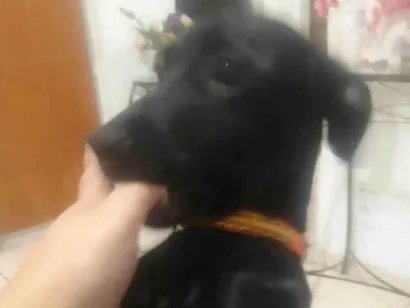 Cachorro raça SRD-ViraLata idade 7 a 11 meses nome GRATIFICA - Leia ou pretinha 