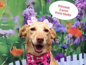 Cachorro raça  idade 2 anos nome Princesa
