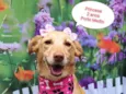 Princesa