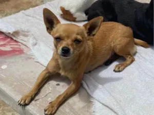 Cachorro raça Chihuahua  idade 5 anos nome GRATIFICA - DUT