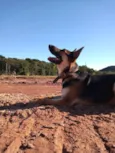 Apolo