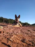 Apolo