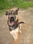 Apolo