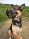 Apolo