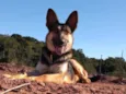 Apolo