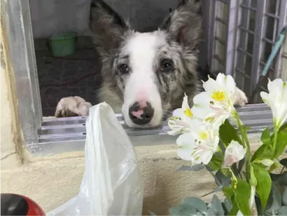 Cachorro raça Ovelheiro gaucho idade 7 a 11 meses nome Luck