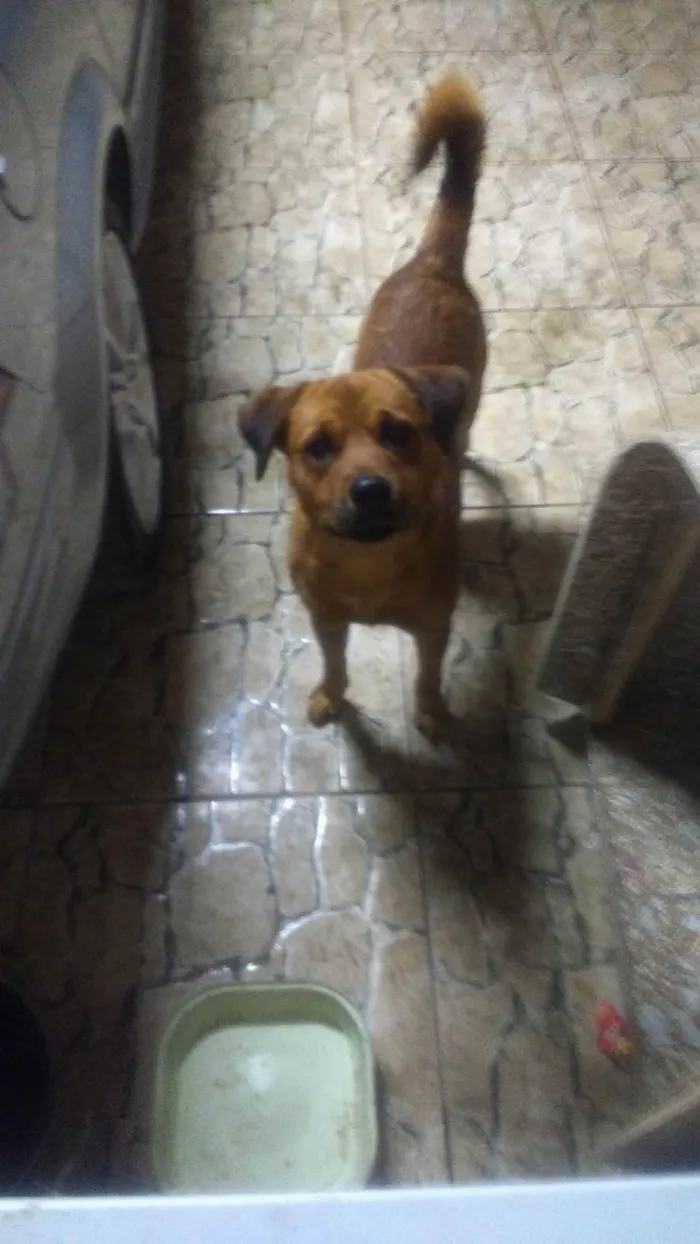 Cachorro ra a SRD-ViraLata idade 2 anos nome Hércules 