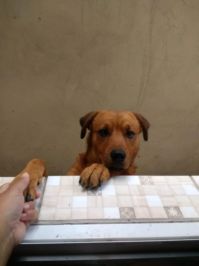 Cachorro ra a SRD-ViraLata idade 2 anos nome Hércules 