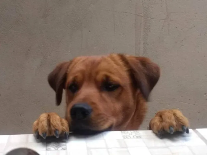 Cachorro ra a SRD-ViraLata idade 2 anos nome Hércules 