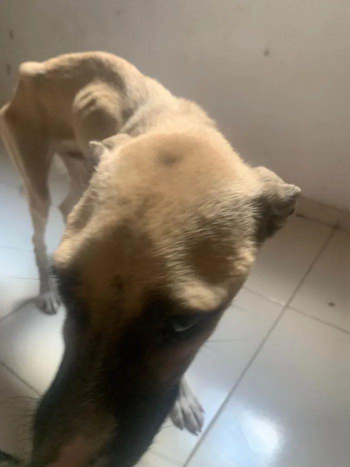 Cachorro ra a SRD-ViraLata idade 1 ano nome Fafa é paçoca 