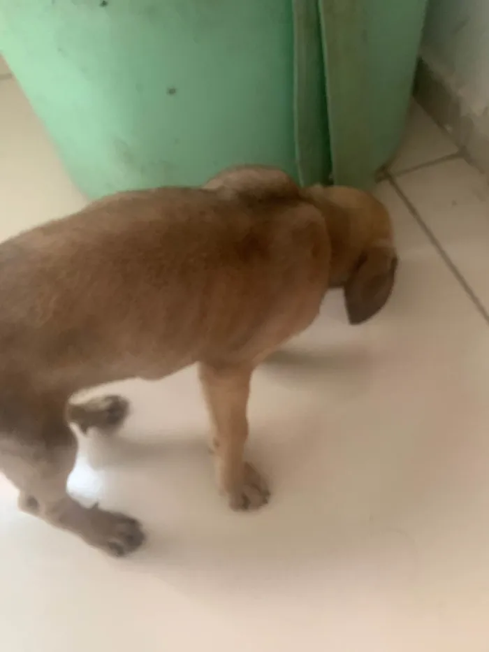 Cachorro ra a SRD-ViraLata idade 1 ano nome Fafa é paçoca 