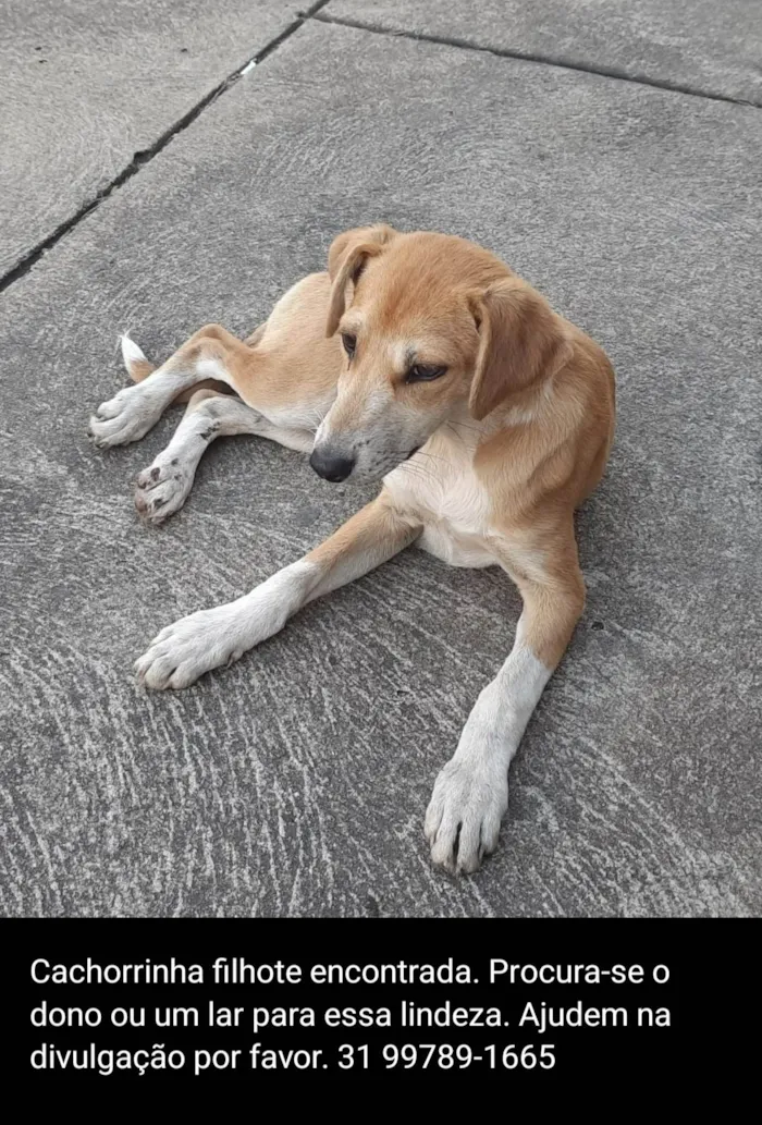 Cachorro ra a SRF idade 1 ano nome Meg